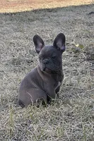 Thurman, a male French Bulldog for sale in Beatrice, NE – Photo 4 of 6