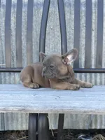 Thurman, a male French Bulldog for sale in Beatrice, NE – Photo 5 of 6