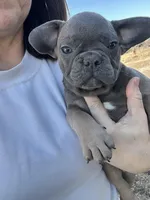 Thurman, a male French Bulldog for sale in Beatrice, NE – Photo 2 of 6