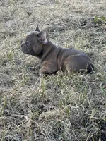 Thurman, a male French Bulldog for sale in Beatrice, NE – Photo 6 of 6