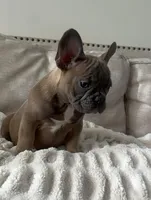 Thurman, a male French Bulldog for sale in Beatrice, NE – Photo 5 of 9