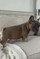 Thurman, a male French Bulldog for sale in Beatrice, NE – Photo 8 of 9