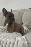 Thurman, a male French Bulldog for sale in Beatrice, NE – Photo 6 of 9