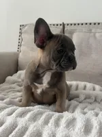 Thurman, a male French Bulldog for sale in Beatrice, NE – Photo 2 of 9