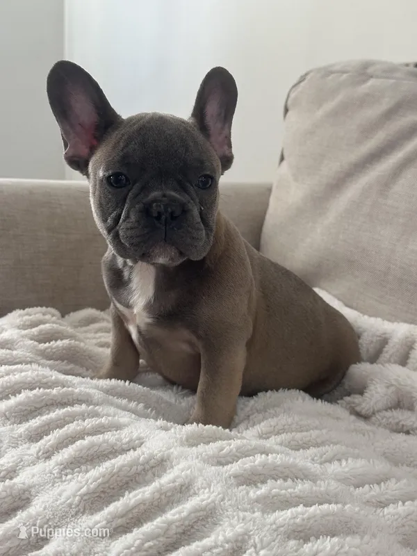 Thurman – French Bulldog puppy for sale in Beatrice, NE