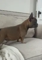 Thurman, a male French Bulldog for sale in Beatrice, NE – Photo 3 of 9