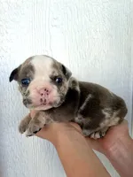 Sadie, a female English Bulldog for sale in Beatrice, NE – 5 of 5