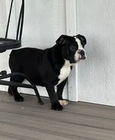 Magz, a female English Bulldog for sale in Beatrice, NE – 3 of 3