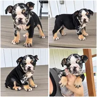 Sophie, a female English Bulldog for sale in Beatrice, NE – 5 of 5