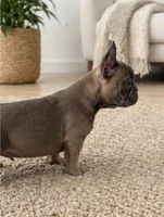 Thurman, a male French Bulldog for sale in Beatrice, NE – 3 of 3