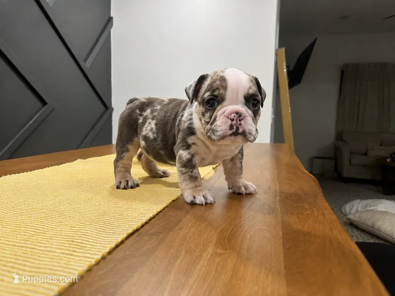 Sadie – English Bulldog puppy for sale in Beatrice, NE