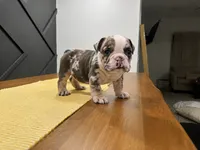 Sadie, a female English Bulldog for sale in Beatrice, NE – 1 of 4