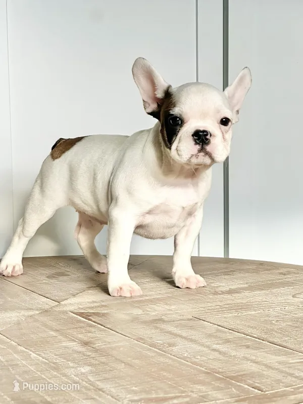 Vikki – French Bulldog puppy for sale in Beatrice, NE