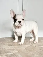 Vikki, a female French Bulldog for sale in Beatrice, NE – Photo 4 of 4