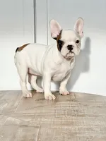 Vikki, a female French Bulldog for sale in Beatrice, NE – Photo 2 of 4