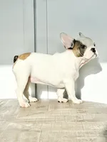 Vikki, a female French Bulldog for sale in Beatrice, NE – Photo 3 of 4