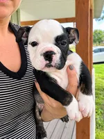 Sasha, a female English Bulldog for sale in Beatrice, NE – 4 of 5