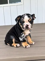 Sophie, a female English Bulldog for sale in Beatrice, NE – 2 of 5