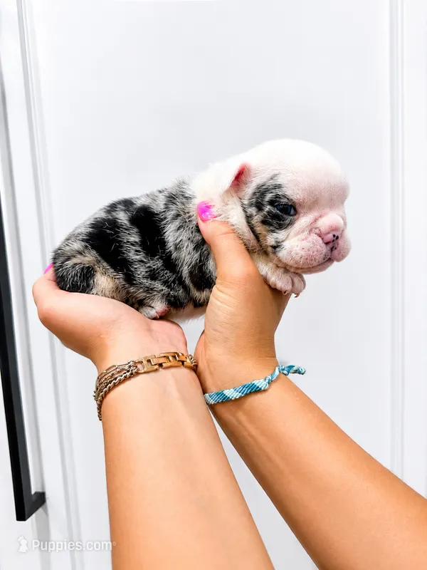 Ginny – English Bulldog puppy for sale in Beatrice, NE