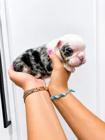 Ginny, a female English Bulldog for sale in Beatrice, NE – 1 of 3