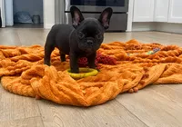 Reno, a male French Bulldog for sale in Beatrice, NE – 2 of 5