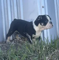 Soncho, a male English Bulldog for sale in Beatrice, NE – Photo 5 of 7