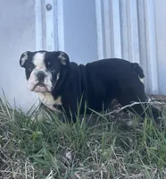 Soncho, a male English Bulldog for sale in Beatrice, NE – Photo 6 of 7