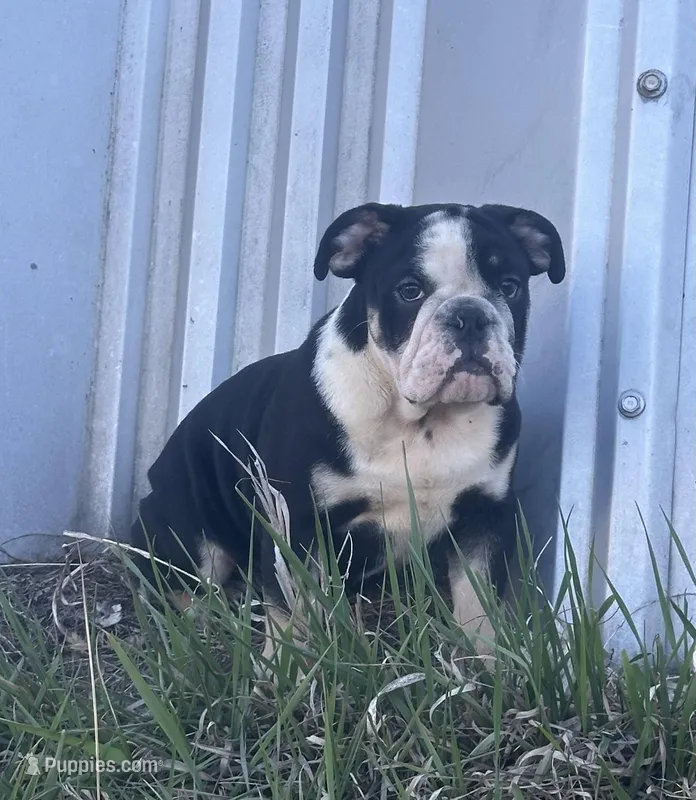 Soncho – English Bulldog puppy for sale in Beatrice, NE