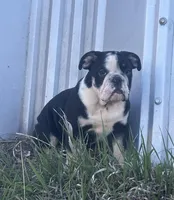 Soncho, a male English Bulldog for sale in Beatrice, NE – Photo 1 of 7