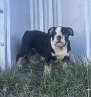 Soncho, a male English Bulldog for sale in Beatrice, NE – Photo 4 of 7