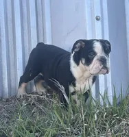 Soncho, a male English Bulldog for sale in Beatrice, NE – Photo 2 of 7
