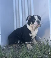 Soncho, a male English Bulldog for sale in Beatrice, NE – Photo 3 of 7