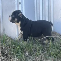 Soncho, a male English Bulldog for sale in Beatrice, NE – Photo 7 of 7
