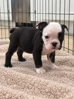 Sasha, a female English Bulldog for sale in Beatrice, NE – 2 of 4