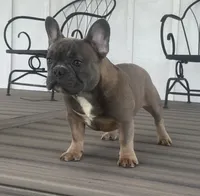 Thurman, a male French Bulldog for sale in Beatrice, NE – 2 of 4