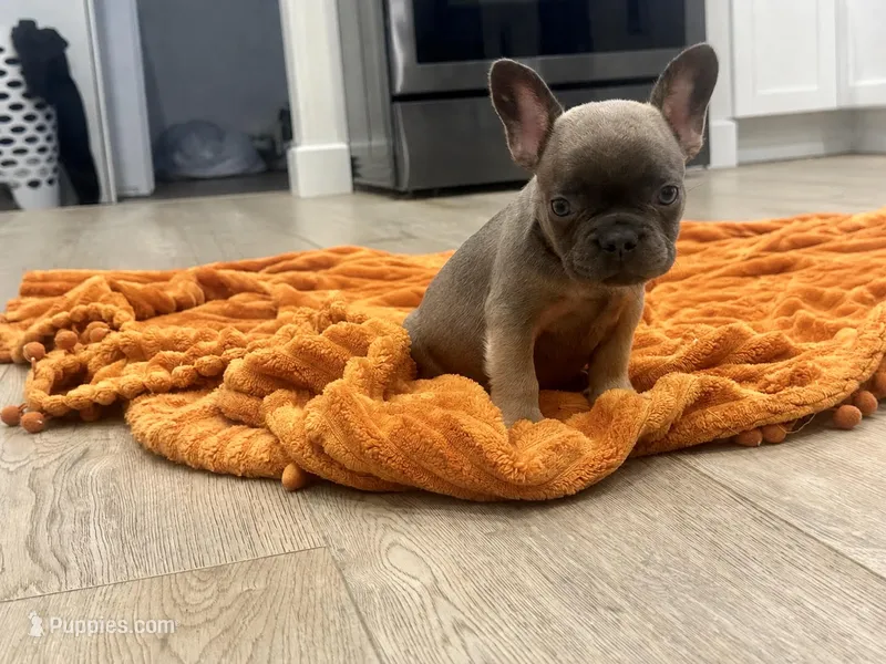 Rose – French Bulldog puppy for sale in Beatrice, NE