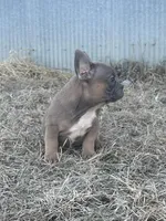 Tweed, a male French Bulldog for sale in Beatrice, NE – Photo 3 of 8