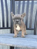 Tweed, a male French Bulldog for sale in Beatrice, NE – Photo 2 of 8