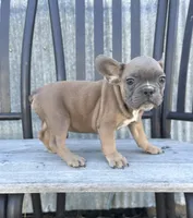 Tweed, a male French Bulldog for sale in Beatrice, NE – Photo 4 of 8