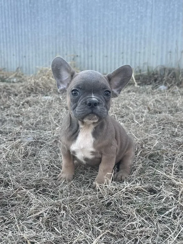 Tweed, a male French Bulldog for sale in Beatrice, NE – Photo 1 of 8
