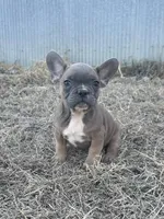 Tweed, a male French Bulldog for sale in Beatrice, NE – Photo 1 of 8