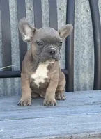 Tweed, a male French Bulldog for sale in Beatrice, NE – Photo 5 of 8