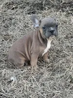 Tweed, a male French Bulldog for sale in Beatrice, NE – Photo 6 of 8