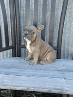 Tweed, a male French Bulldog for sale in Beatrice, NE – Photo 8 of 8