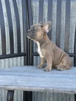 Tweed, a male French Bulldog for sale in Beatrice, NE – Photo 7 of 8