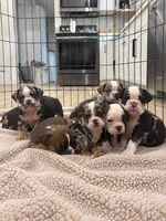 Sophie, a female English Bulldog for sale in Beatrice, NE – 3 of 3
