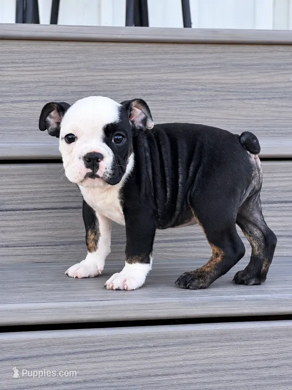 Sasha – English Bulldog puppy for sale in Beatrice, NE