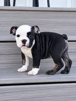 Sasha, a female English Bulldog for sale in Beatrice, NE – 1 of 4