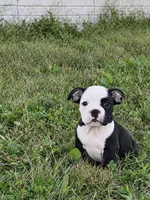 Sasha, a female English Bulldog for sale in Beatrice, NE – 2 of 4