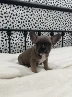 Tweed, a male French Bulldog for sale in Beatrice, NE – Photo 2 of 6